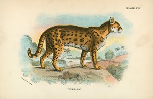 Gatto-tigre da English School