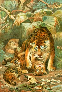Tigre e cuccioli