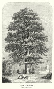 Tilia Europaea, Il Tiglio (incisione)