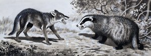 Dente e Artiglio: Animali in Combattimento da English School
