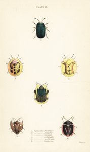 Scarabei tartaruga: Omocerus bicornis, Cassida scalaris, Cassida micans, Cassida echinata, Cassida perforata, Cassida luctuosa da English School