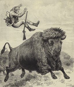 Scosso da un toro della prateria