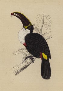 Tucano