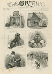 Mostra di cani giocattolo al Royal Aquarium da English School