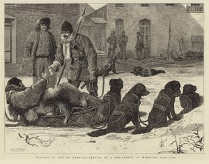 Commercio in America britannica - Arrivo di una slitta trainata da cani a Winnipeg, Manitoba