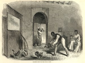 Addestramento di uccelli per il combattimento domenicale da English School