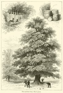 Alberi e i loro usi, il castagno da English School