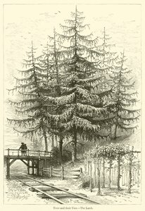 Alberi e i loro usi, il larice da English School