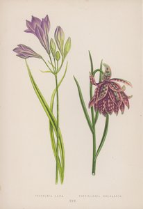 Triteleia Laxa; Fritillaria Meleagris (litografia a colori) da English School