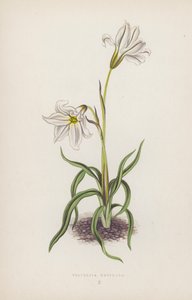 Triteleia Uniflora da English School