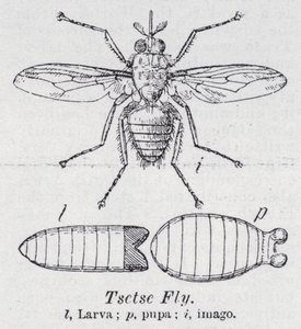 Mosca tsetse