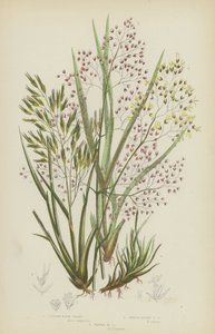 Erba di capelli ciuffata, Erba di capelli alpina liscia, Erba di capelli ondulata da English School
