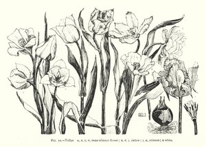 Tulipani; stesso fiore cremisi; giallo; cremisi; bianco da English School