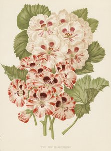 Due nuovi pelargoni (litografia a colori)