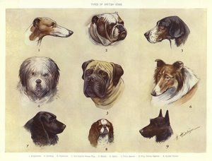 Tipi di cani britannici
