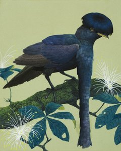 Uccello Ombrello