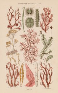 Al microscopio: Desmidiaceae, Diatomaceae, Alghe da English School