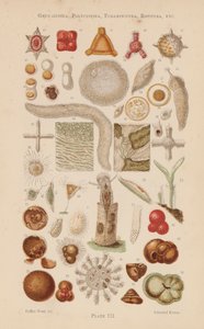Sotto il microscopio: Gregarinida, Polycystina, Foraminifera, Rotifera, ecc da English School