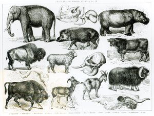 Ungulati o animali ungulati da English School