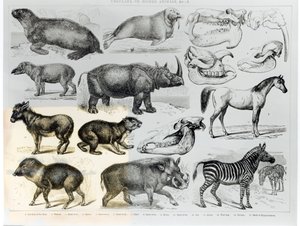 Ungulati o animali ungulati da English School