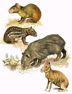 Montaggio di animali non identificati da English School