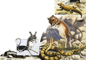 Montaggio di animali non identificati con gerboa, serpente e scorpione da English School