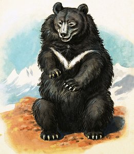 Razza di orso non identificata da English School
