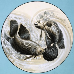 Pesce non Identificato, uno che morde l