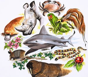 Montaggio non identificato di animali