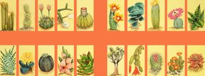 Montaggio non identificato di cactus da English School