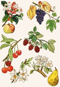 Montaggio non identificato di frutta e bacche da English School