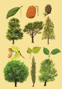 Montaggio non identificato di alberi e foglie da English School