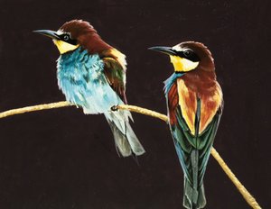 Coppia di uccelli non identificata