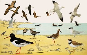 Montaggio di uccelli marini non identificati