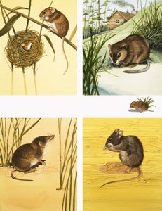 Montaggio di piccoli mammiferi non identificati tra cui topi e arvicole