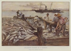 Scarico di salmoni in un conservificio, fiume Fraser, British Columbia (litografia a colori) da English School