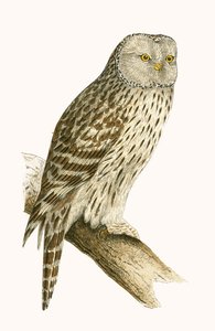 Gufo degli Urali, illustrazione da 