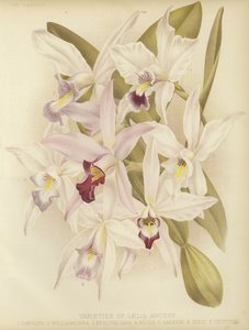 Varietà di Laelia anceps