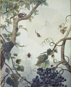 Varie ragni e una ragnatela, illustrazione da 