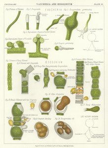 Vaucheria e Oedogonium