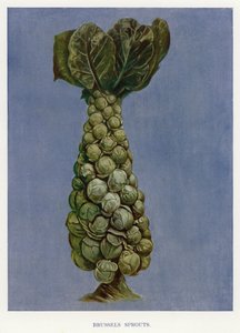 Guida del Coltivatore di Ortaggi: Cavoletti di Bruxelles (litografia a colori) da English School