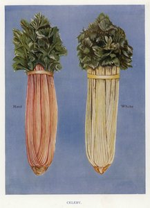 Guida del Coltivatore di Verdure: Sedano da English School