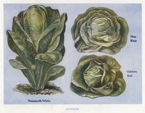 Guida del Coltivatore di Verdure: Lattughe da English School