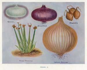 Guida del coltivatore di ortaggi: Cipolle da English School