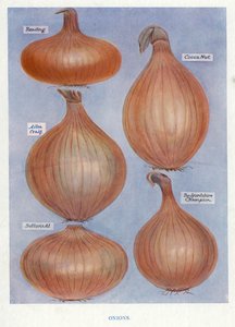 Guida del coltivatore di ortaggi: Cipolle da English School