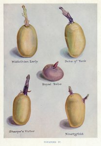 Guida del coltivatore di ortaggi: Patate (litografia a colori) da English School