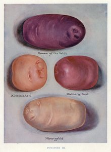 Guida del coltivatore di ortaggi: Patate (litografia a colori)
