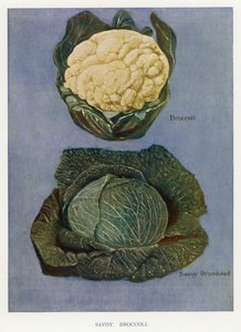 Guida del coltivatore di ortaggi: Cavolo verza, Broccoli da English School