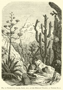 Vegetazione (Aloe, Cactus, ecc.), degli altipiani messicani, o Tierras Frias da English School