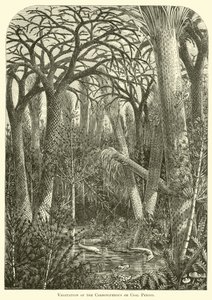 Vegetazione del periodo carbonifero o del carbone da English School